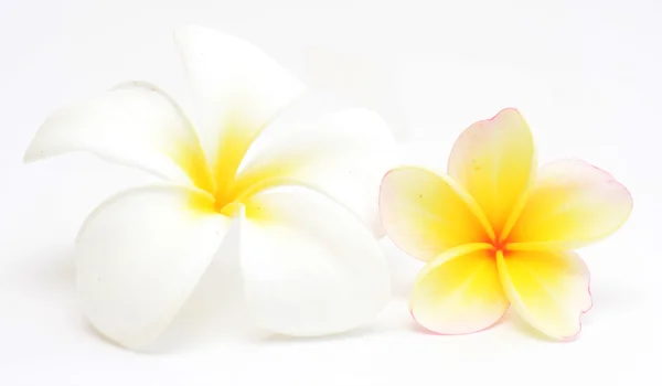 Frangipani — Zdjęcie stockowe