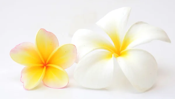 Frangipani — Zdjęcie stockowe