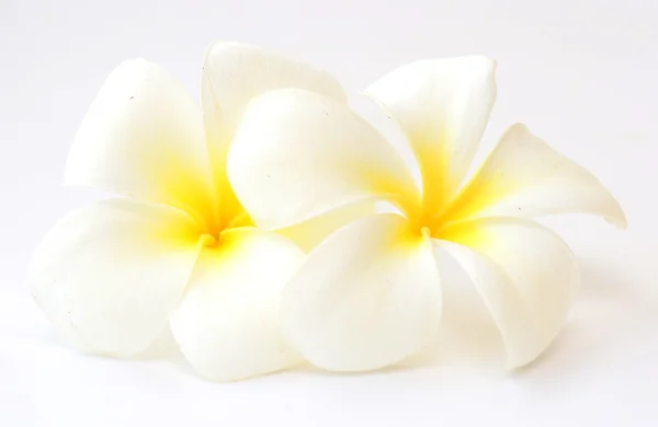 Frangipani blommor — Stockfoto