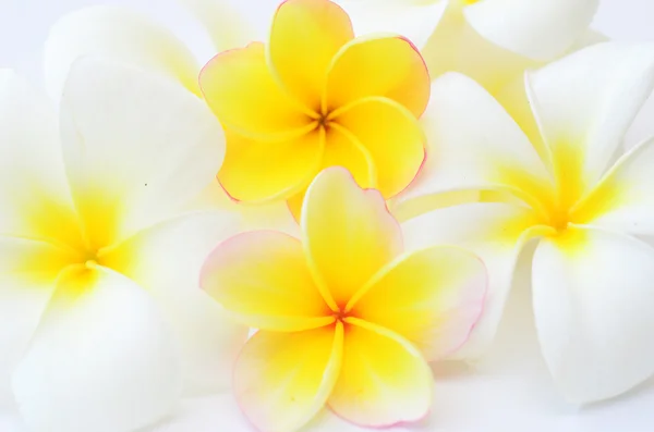 Frangipani flowers — Stock Photo, Image