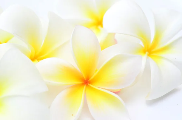 Plumeria — Fotografia de Stock