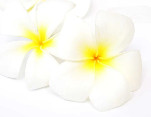 Frangipani — Stockfoto