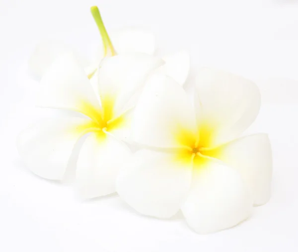 Frangipani — Stockfoto