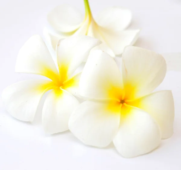 Frangipani — Stockfoto