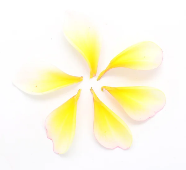 Pétales de la fleur de frangipanier — Photo