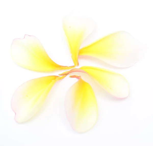 Petals — Stock Photo, Image