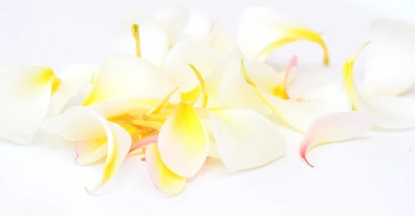 Frangipani petals — Stock Photo, Image