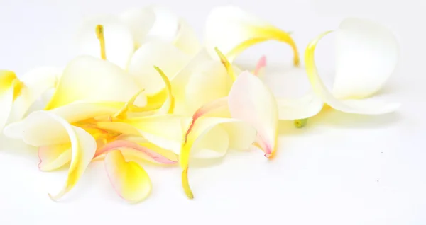 Frangipani petals — Stock Photo, Image