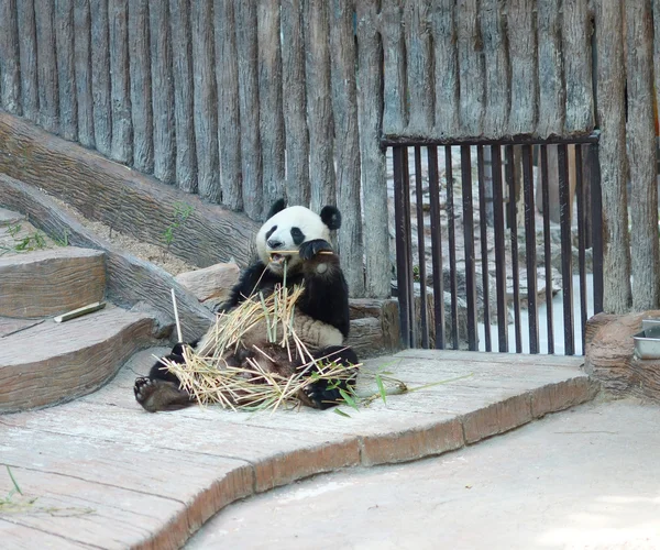 Panda ! — Photo