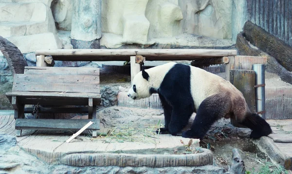 Panda — Stock Photo, Image