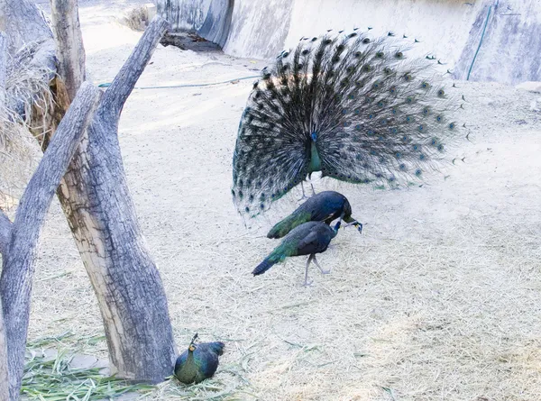 Peacocks — Stock Photo, Image