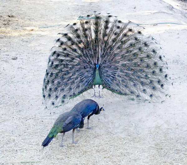 Peacocks — Stock Photo, Image