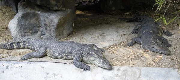 Crocodiles — Stock Photo, Image