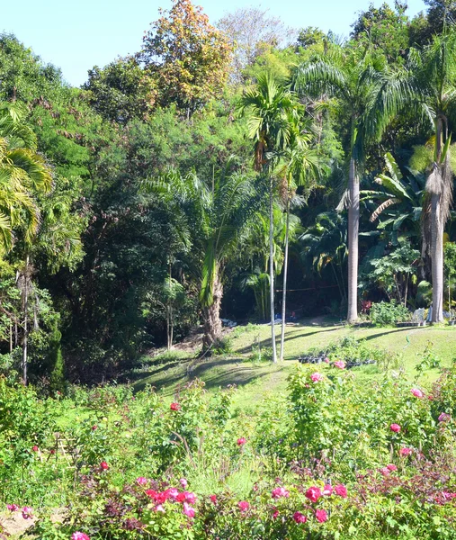 Parque da selva — Fotografia de Stock