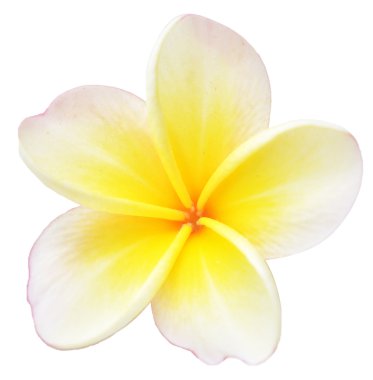 Frangipani