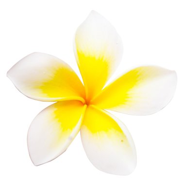 Frangipani