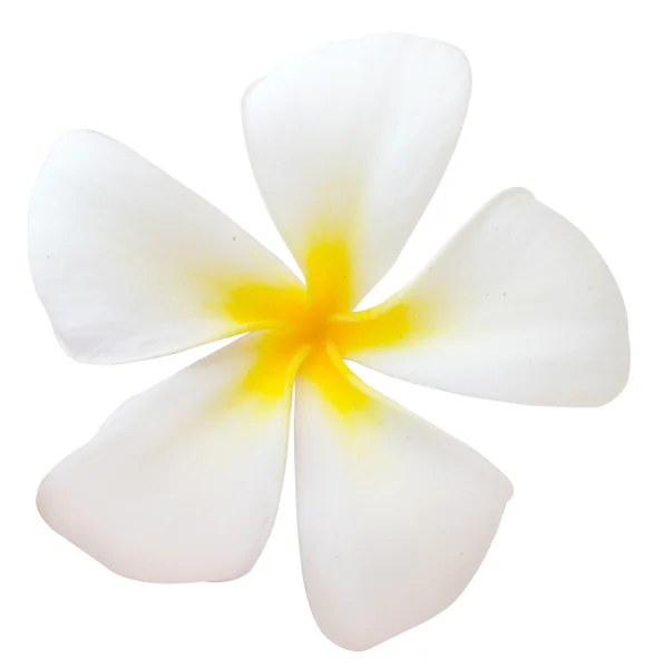 Frangipani — Stockfoto