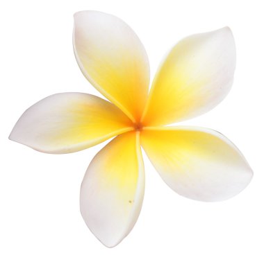 Frangipani