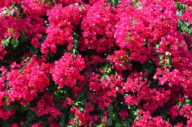 Bougainvillea çiçek
