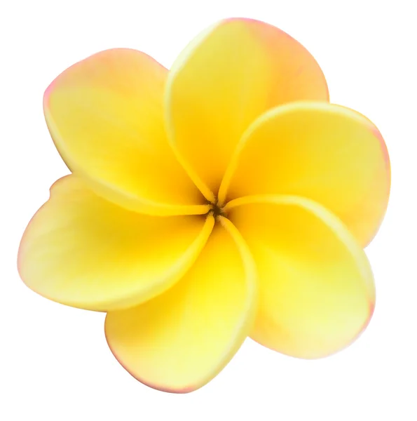 Frangipani — Zdjęcie stockowe