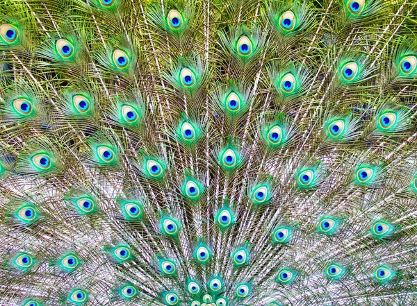 Peacock staart — Stockfoto