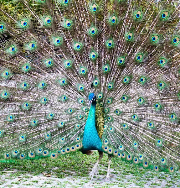 Tavuskuşu — Stok fotoğraf