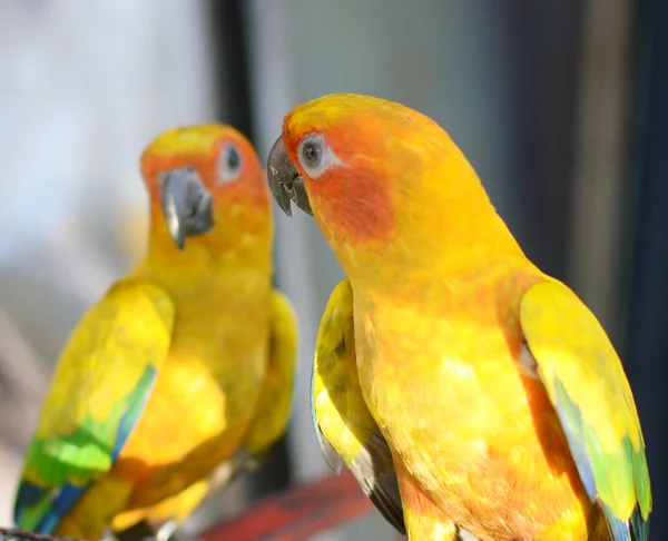 Twee papegaaien — Stockfoto