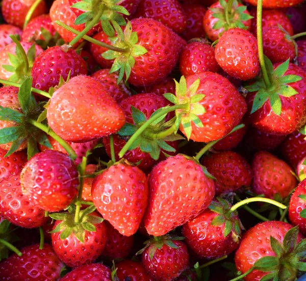 Strawberry — Stock Photo, Image