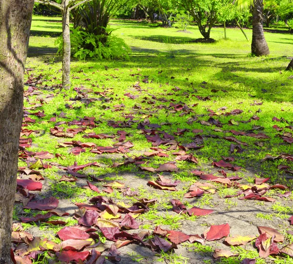 Tropický park — Stock fotografie