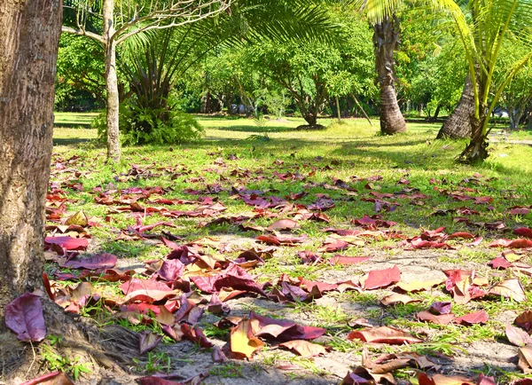 Garden — Stock Photo, Image