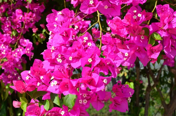 Bougainvillea blommor — Stockfoto