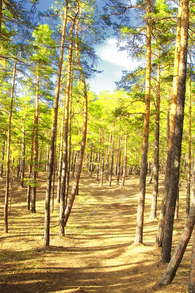 Dennenbos — Stockfoto