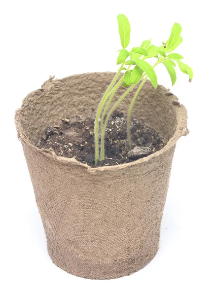 Tomato plant — Stock Photo, Image