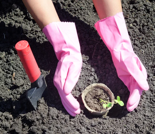 Gardening — Stock Photo, Image