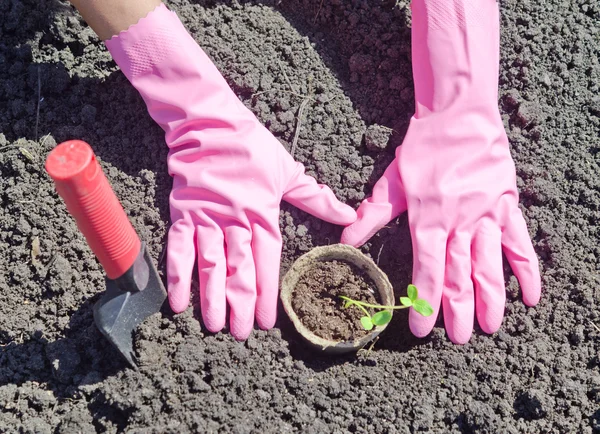 Jardinería — Foto de Stock