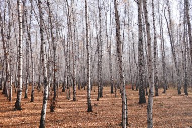 Güzel sonbahar huş ağacı ormanı
