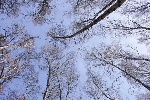 Hösten Skogen Mot Blå Himmel — Stockfoto