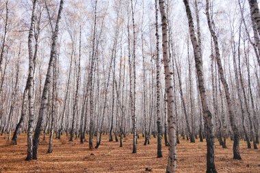 Güzel sonbahar huş ağacı ormanı