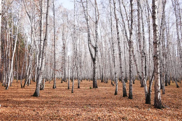 美しい秋の混交林 — ストック写真