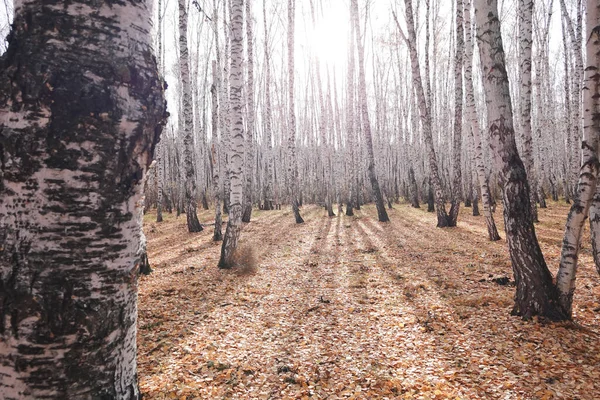 Vacker Höstbjörkskog — Stockfoto