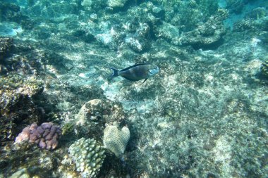 Sualtı dünya mercan ile