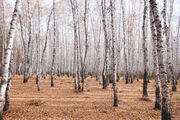Gyönyörű Őszi Nyírfa Erdő — Stock Fotó