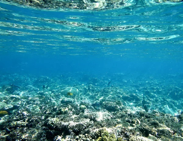 Víz Alatti Világ Korallzátonyok — Stock Fotó