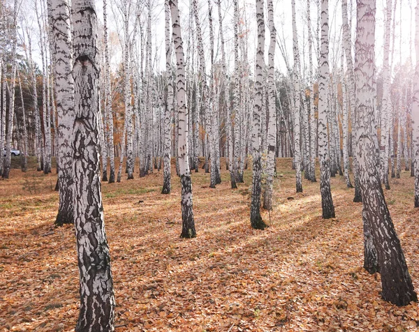 Prachtig Herfstberkenbos — Stockfoto