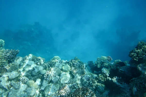 Подводный Мир Коралловым Рифом — стоковое фото