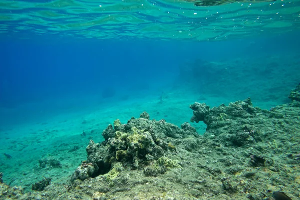 Красивый Подводный Пейзаж Природный Фон — стоковое фото