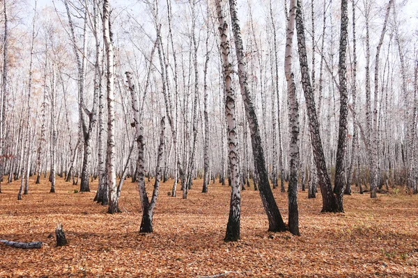 아름다운 자작나무 — 스톡 사진