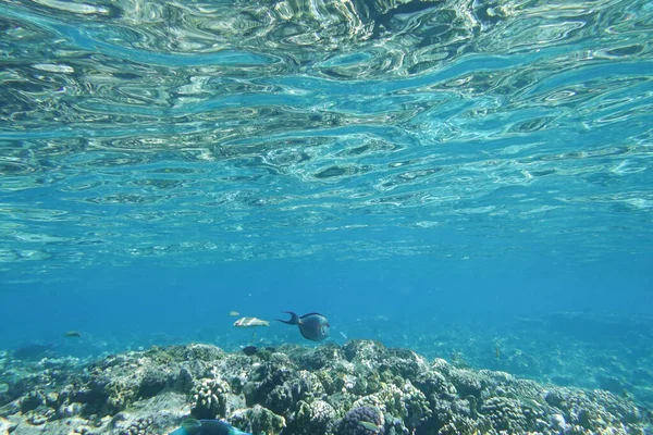 Красивый Подводный Фон Дно Рифа — стоковое фото