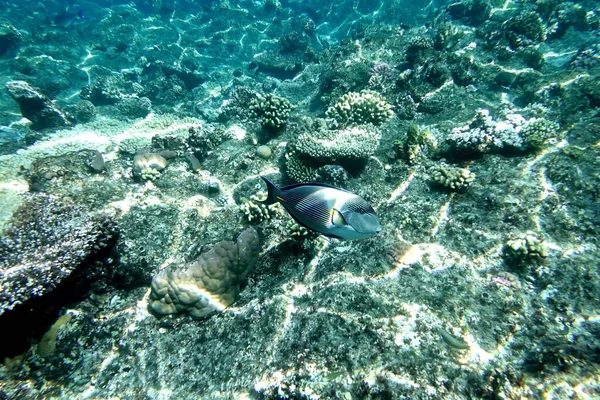 Underwater World Coral Reef — Stock Photo, Image