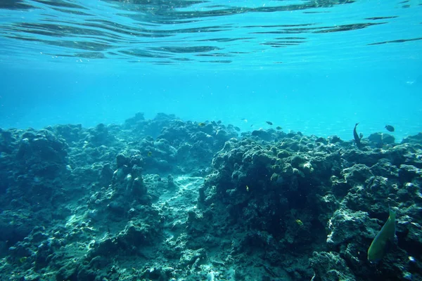 Красивый Подводный Фон Дно Рифа — стоковое фото